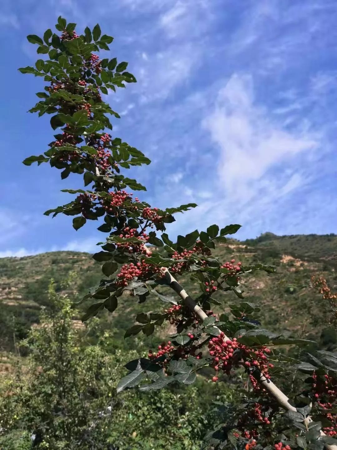 镇原最大的花椒基地要有大动作啦