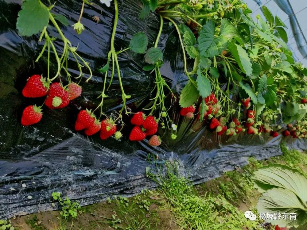 聚焦清江白市草莓红游客进园乐采摘
