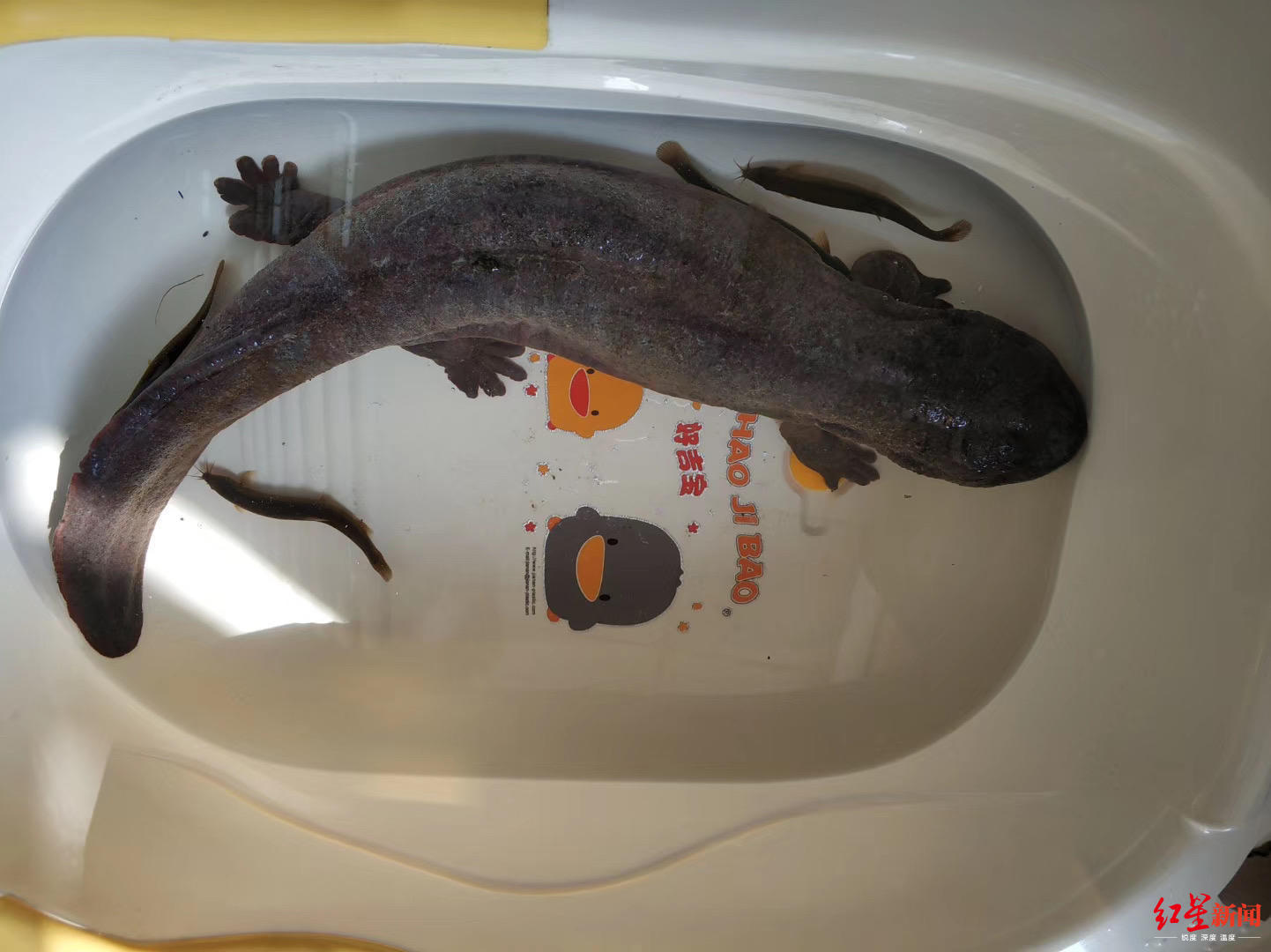 一条7斤重娃娃鱼被困温江河道他们给它疗伤还临时安了个家