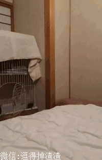 搞笑gif段子哈哈哈事实证明姨妈期的生物不要惹