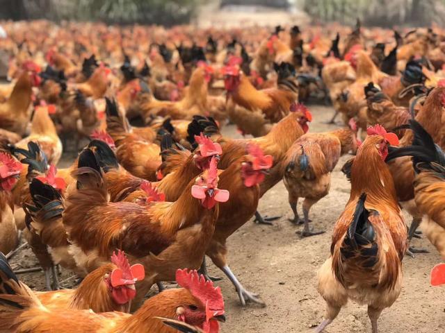 足足9斤福建建阳顶级黑脚土鸡公鸡新鲜现宰这个价送到家