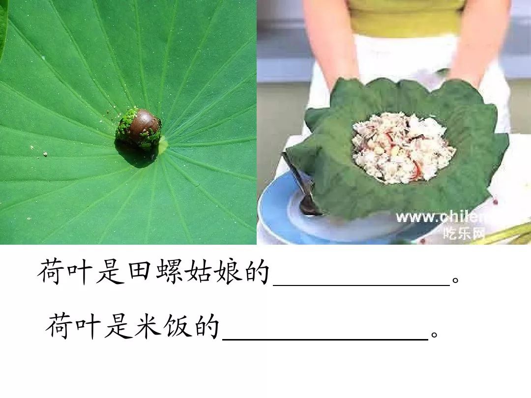 部编版一年级下册语文课文13荷叶圆圆精讲知识点图文讲解