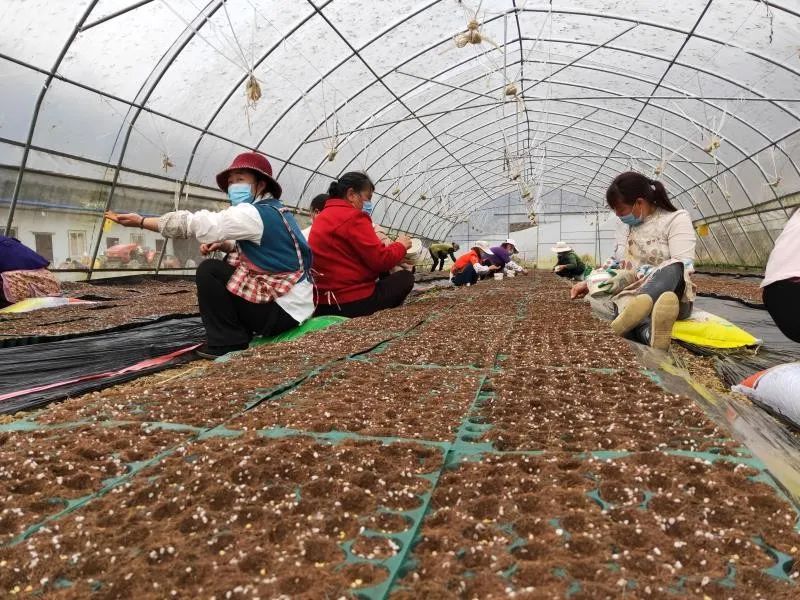 把时间抢回来把损失补回来大方县牛场乡春耕正当时坝区辣椒种植忙