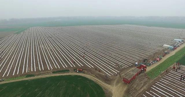 上蔡县东洪镇:百名农民喜尝春耕"甜头"