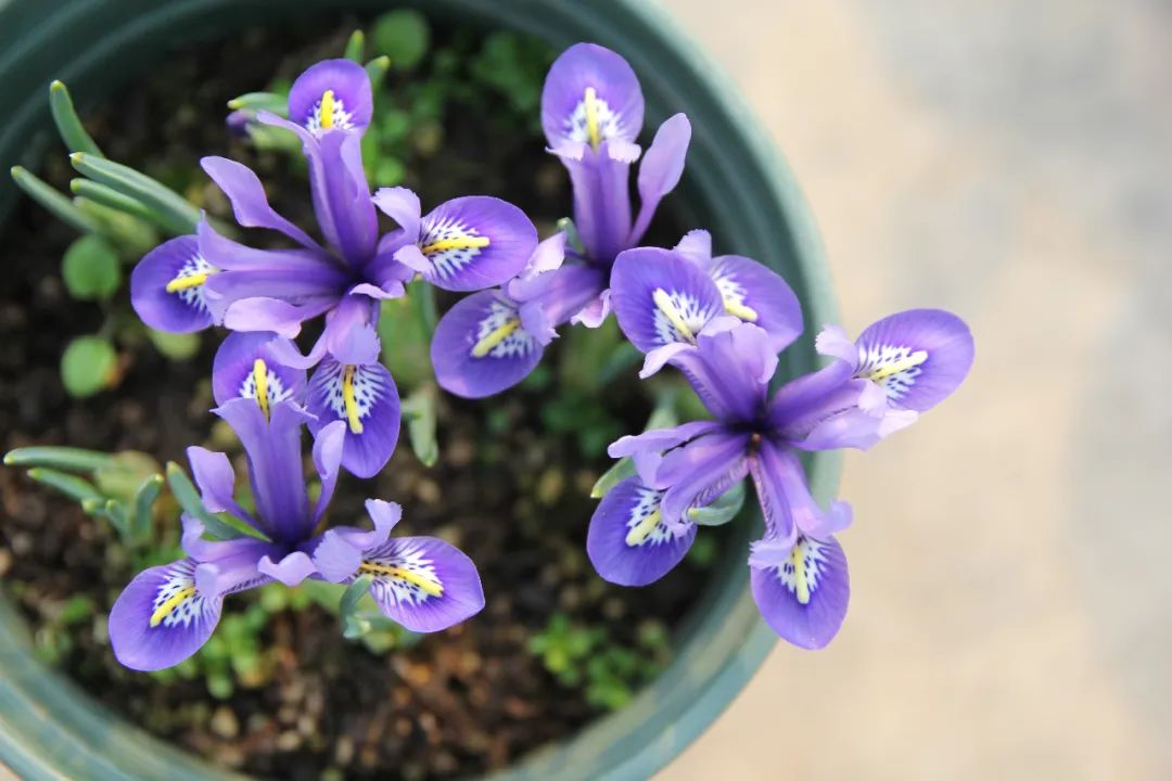 上海植物园网脉鸢尾绽放有望在家庭园艺推广