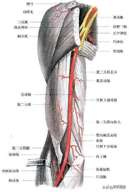 肱动脉位置的图示图片
