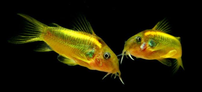 每日一鱼金线绿鼠有浓厚的橄榄绿或橙黄体色