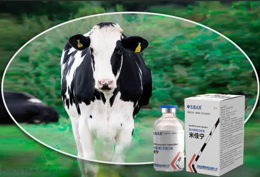 牛呼吸系统疾病常见病原体之巴氏杆菌