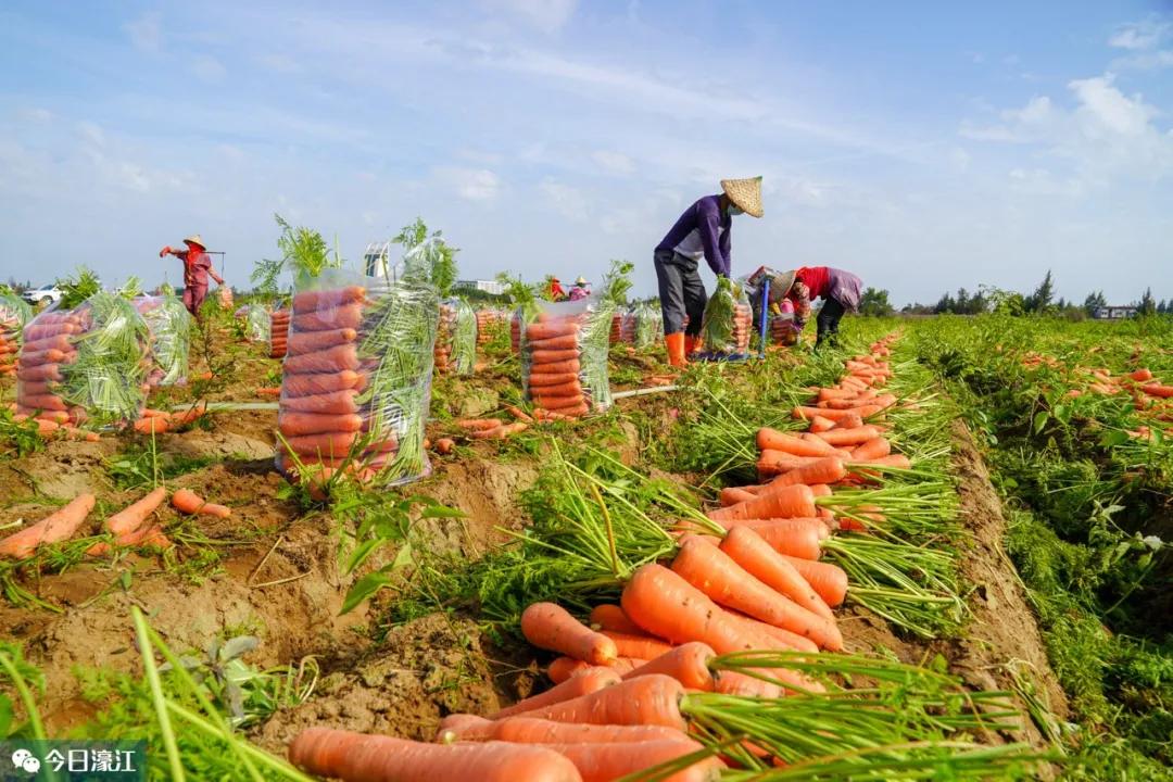 "在滨海街道远绿红萝卜种植基地,钟挥锷与农民们拉起了家常,详细了解