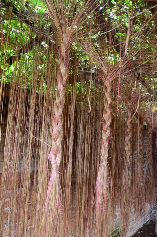 锦屏藤作为爬藤植株,其生长最大的特点就是藤条,它与其他品种不太一样