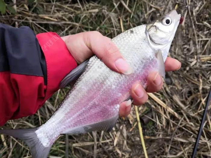 避人群独垂纶另类过新年