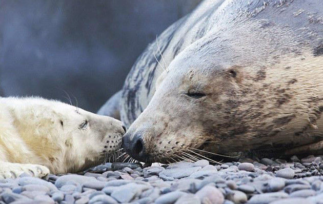 海豹母子互动笑坏摄影师,网友:好萌的一对母子!_妈妈