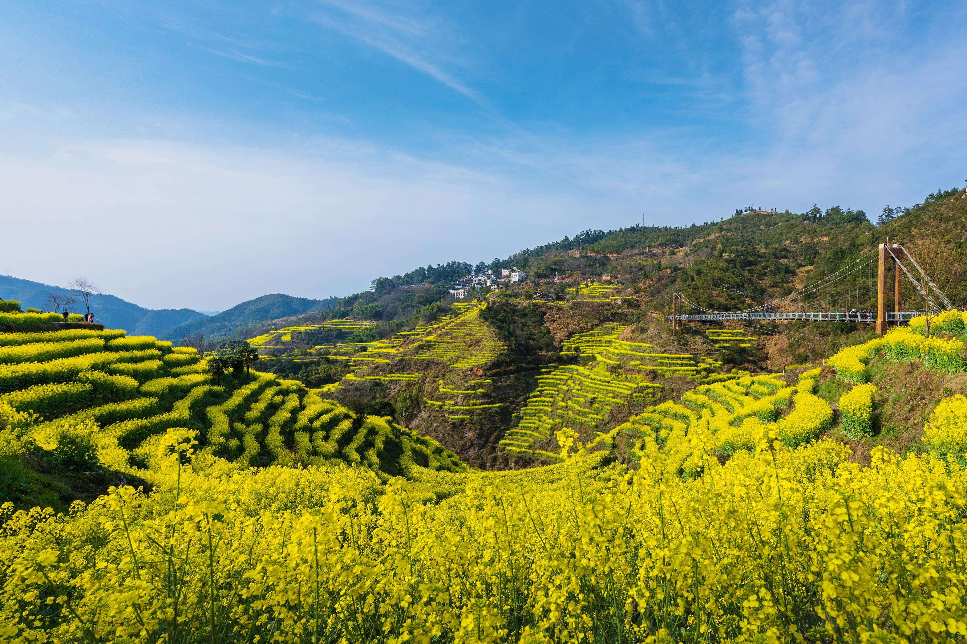 婺源可以赏油菜花的村子特别多,但比较分散,可以自驾前往或者搭当地的