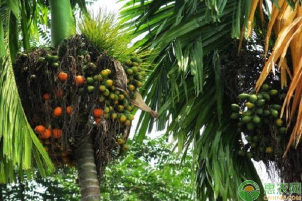 槟榔种子怎么挑选 育苗方法有哪些 催芽