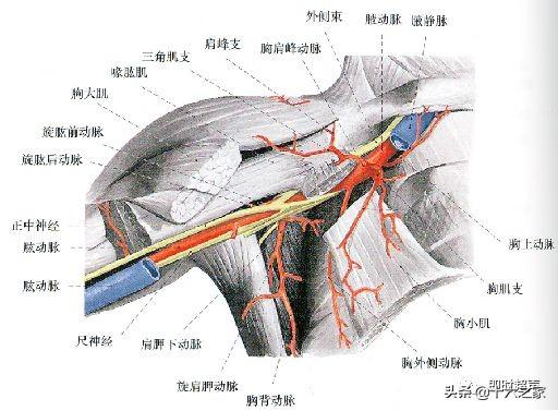 胸外侧动脉解剖图片