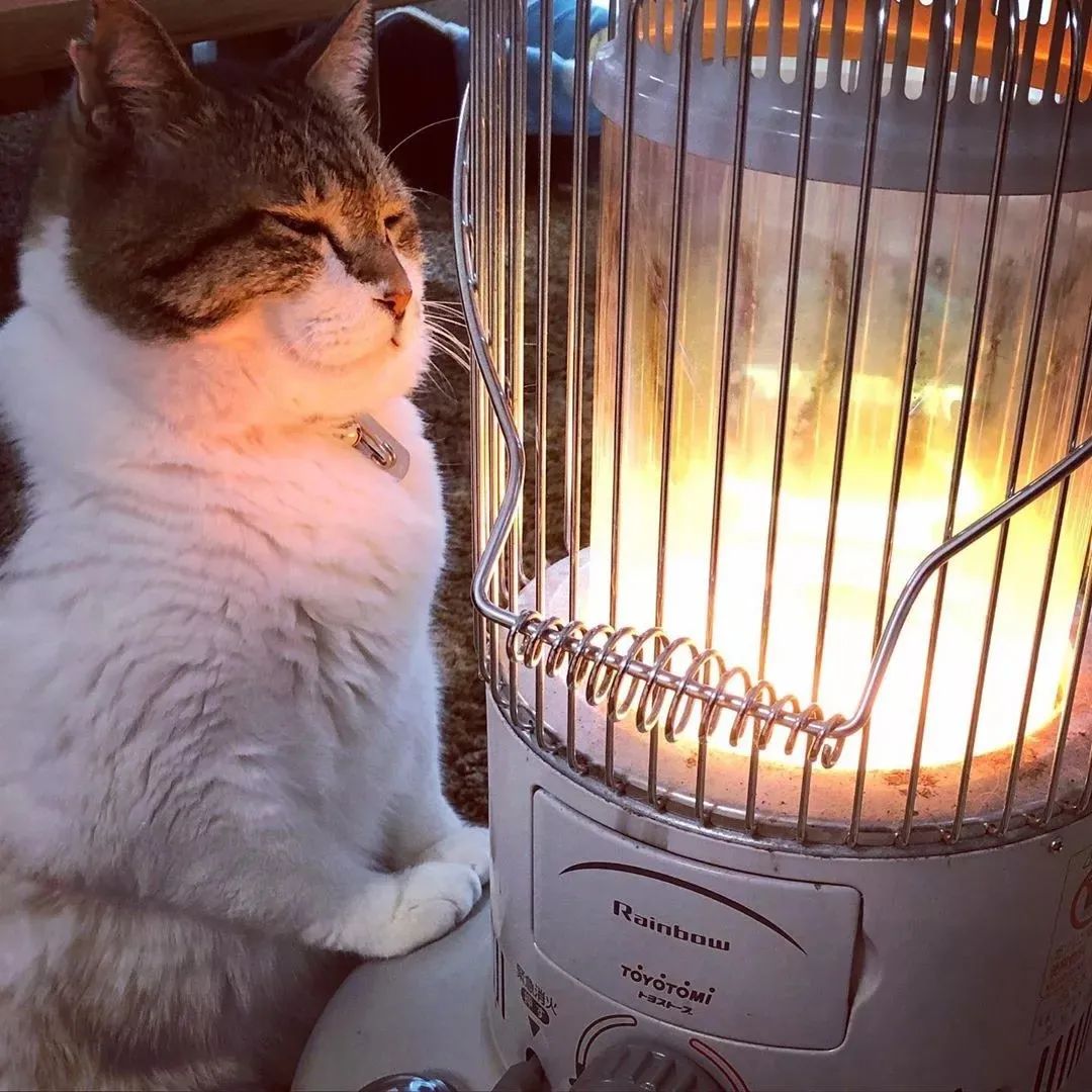 ins上烤火猫爆红获赞超100w网友又羡慕又妒忌