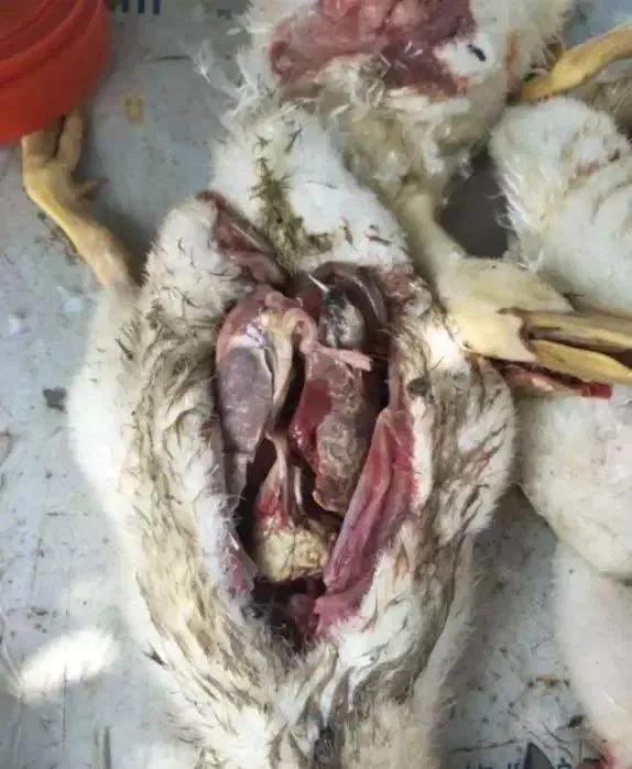 浆膜面有纤维素性炎症渗出物,心包膜,肝被膜,气囊壁有炎症,心包黄色和