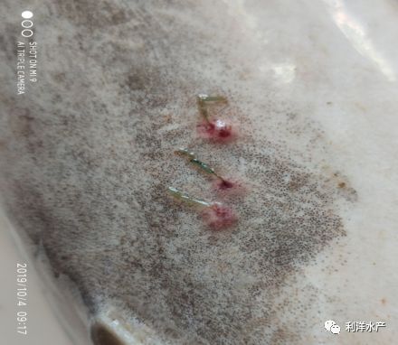 技术分享低温期鱼长白毛看这里