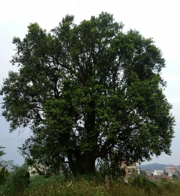 猪血木野外仅存70多株,亟盼《国家重点野生植物保护名