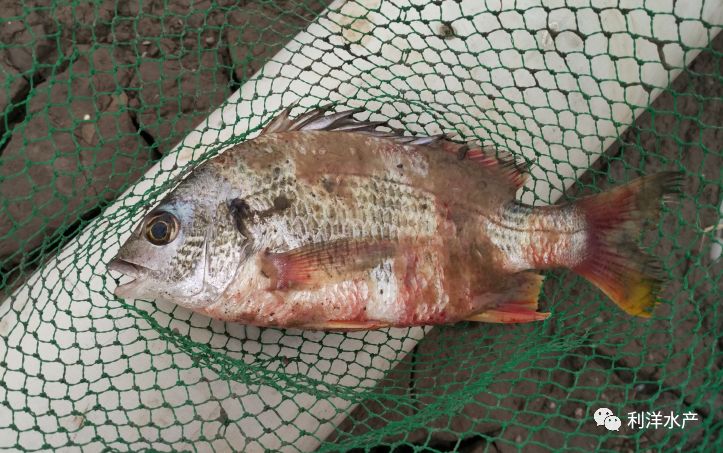 技术分享低温期鱼长白毛看这里