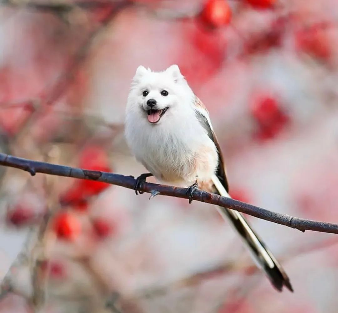 ps出手小鸟都变狗