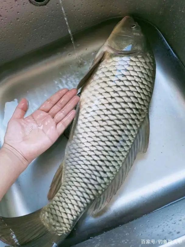 钓鲤鱼没必要从早守到晚找准时机钓2小时顶得上平时半天