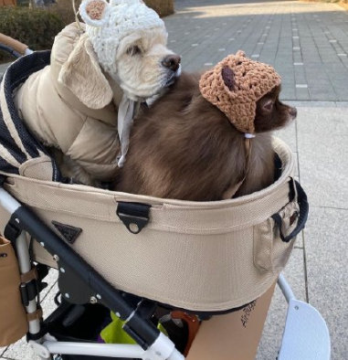 吴世勋的宠物金泰亨的宠物jennie的宠物可爱的各有千秋