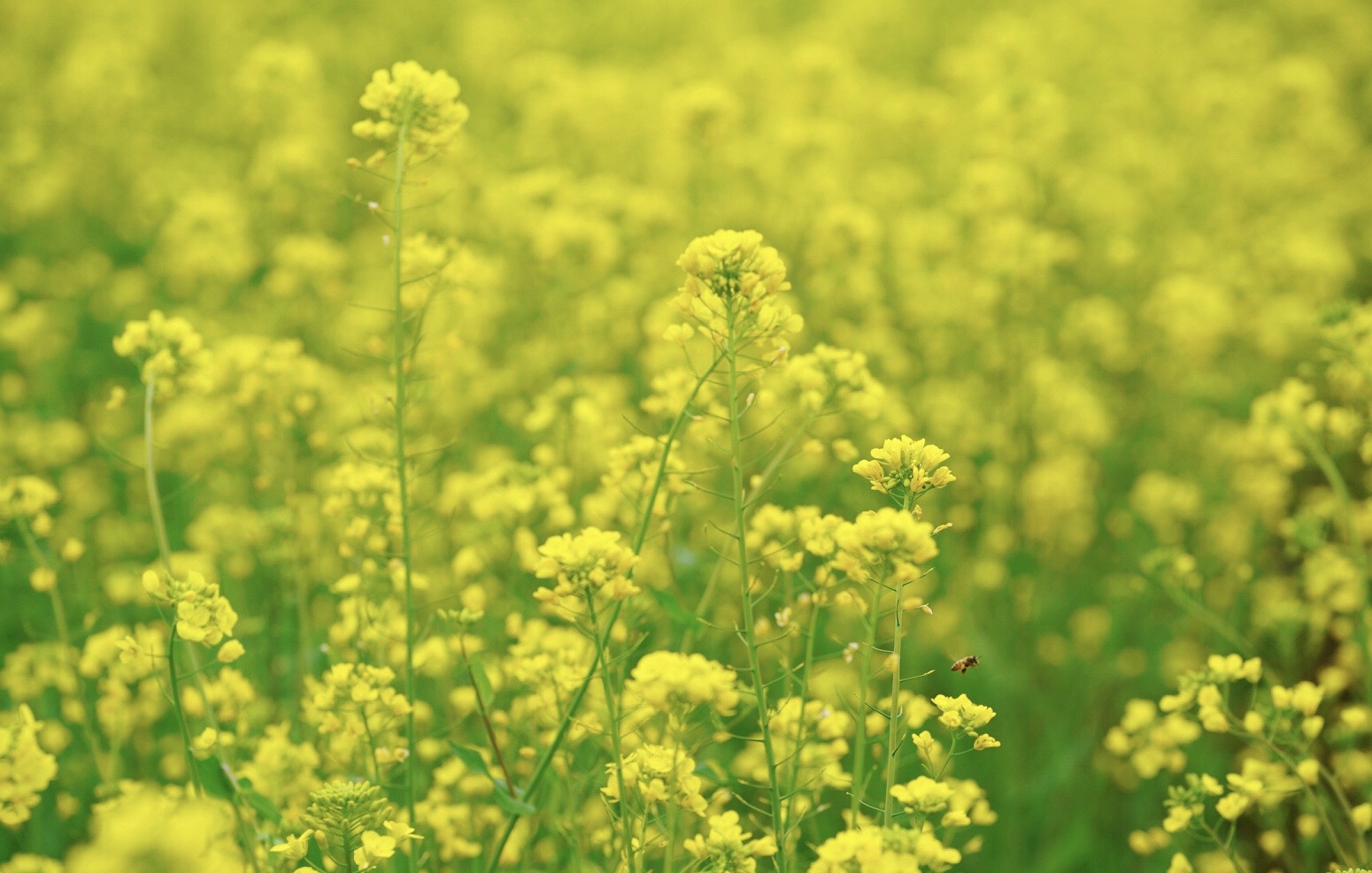 原创春天赏油菜花精选这五个国内赏花地