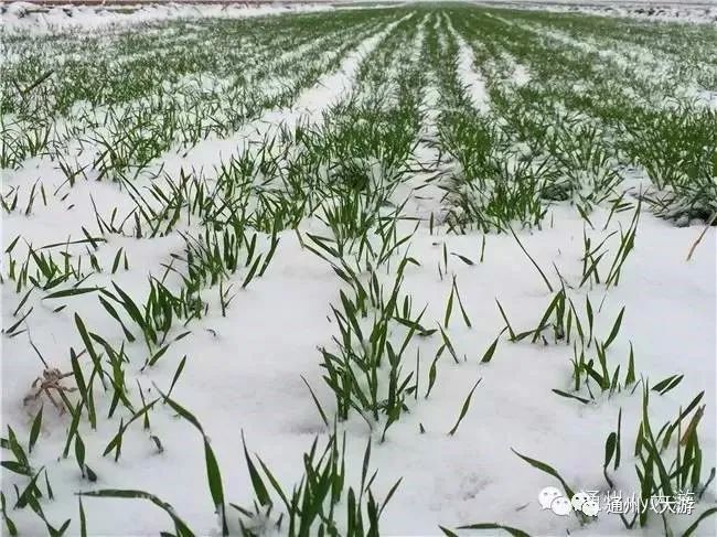 绿蜻蜓合作社种植的小麦,由于是有机种植,不添加化肥,雪地里的麦子