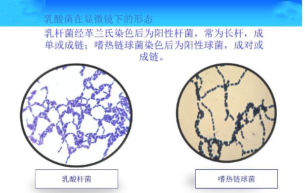 ppt圖解丨常見微生物菌落形態