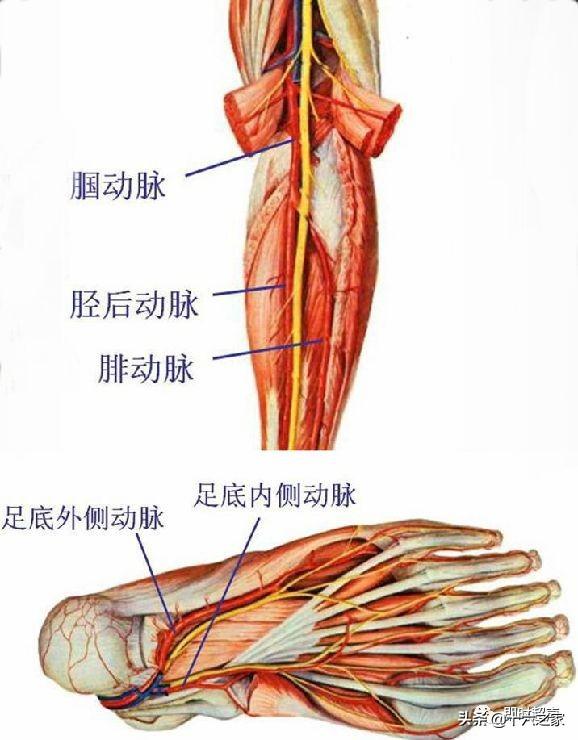 腘动脉旋髂浅动脉腹壁浅动脉穿动脉旋股外侧动脉旋股内侧动脉股深动脉