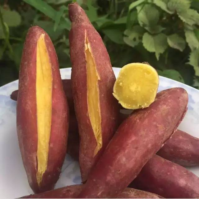 【从化产地直发】软糯高山红薯10斤装仅售49.9元,省内包邮!