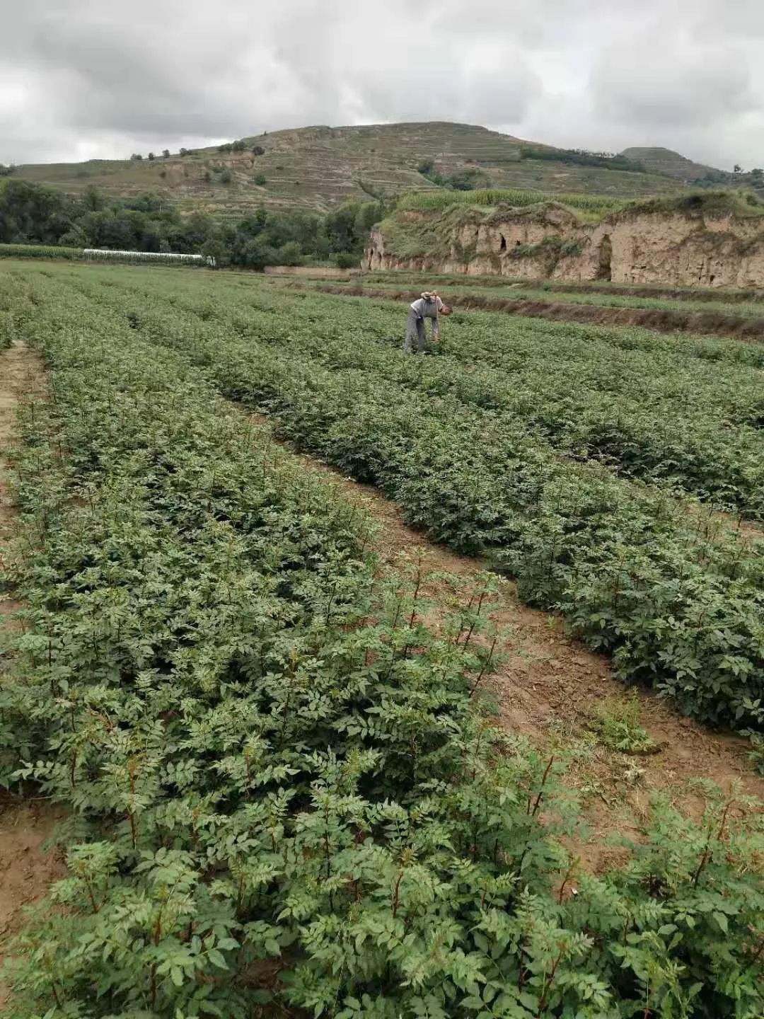 鎮原最大的花椒基地要有大動作啦