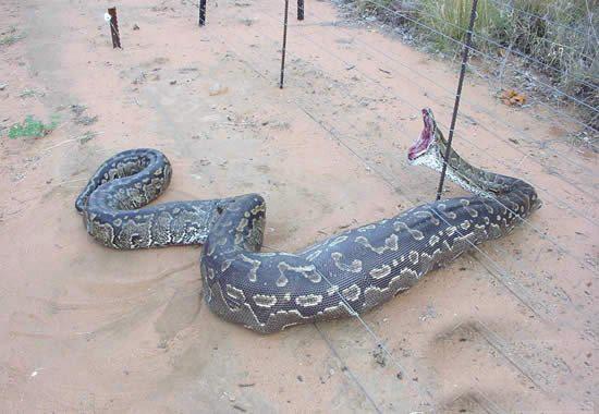 世界上最长的蛇有多长网传55米长巨蟒曾吓晕路人