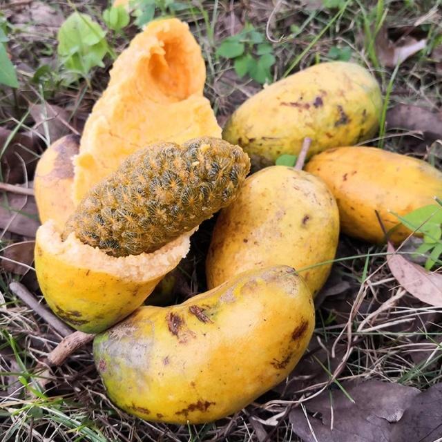 南方大山深处有一种野果俗称九月黄为何用处这么大