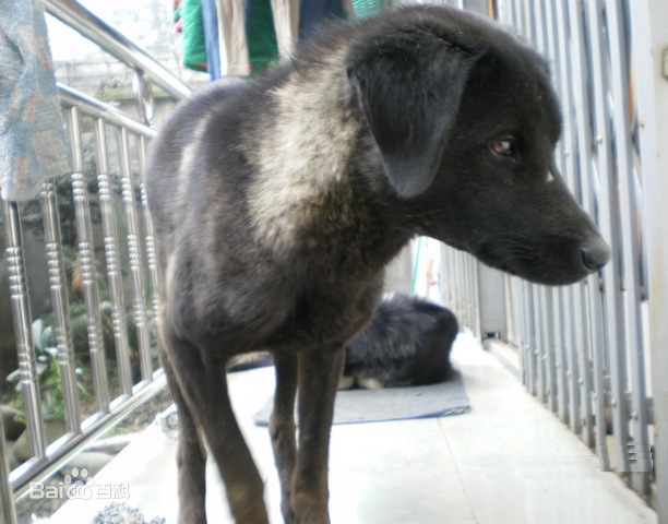 青川犬被毛為中短毛,背毛要比涼山獵犬短,毛皮能適應各種氣候,一般是