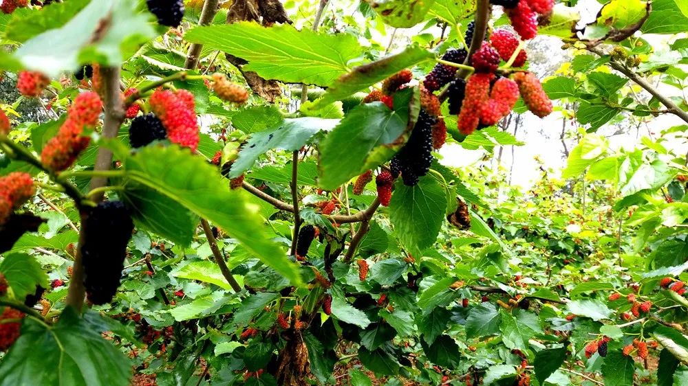 肥又甜鸡山桑葚复产迎来大丰收