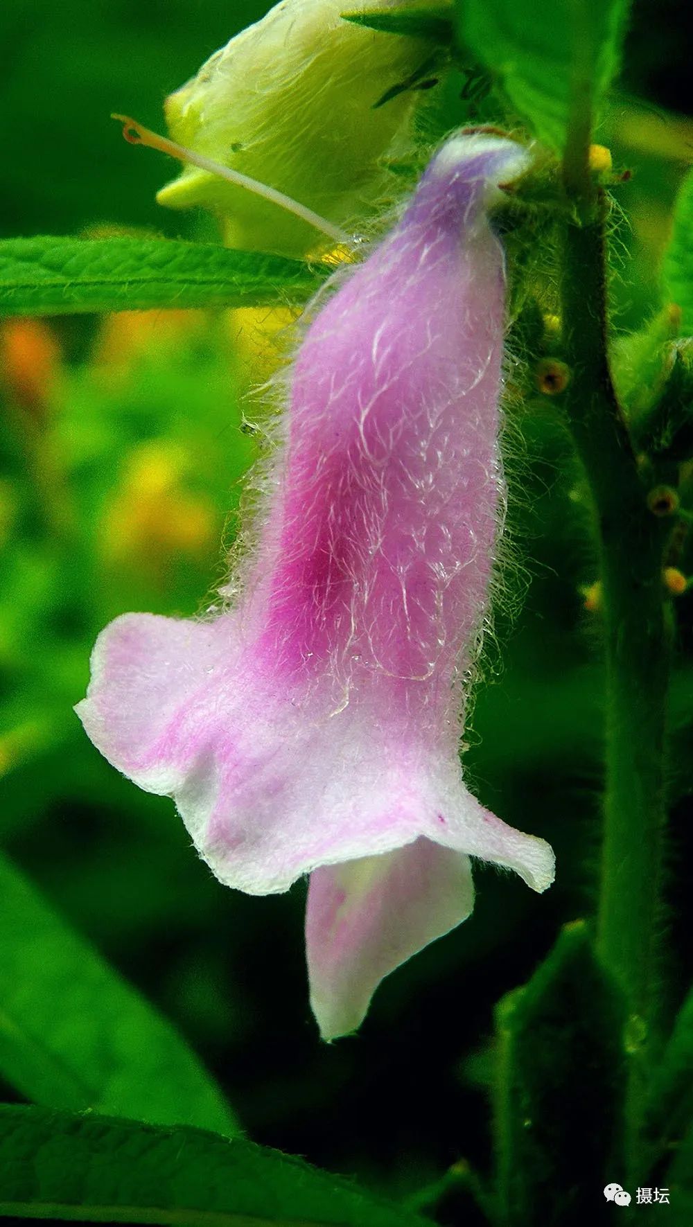 作品名称:《芝麻花》摄影:红喜(3群)手机型号:华为m9拍摄地:黑龙江