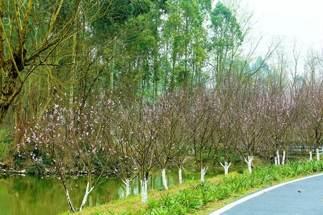 花舞人間斑竹林新津所有公園景區均有序開放