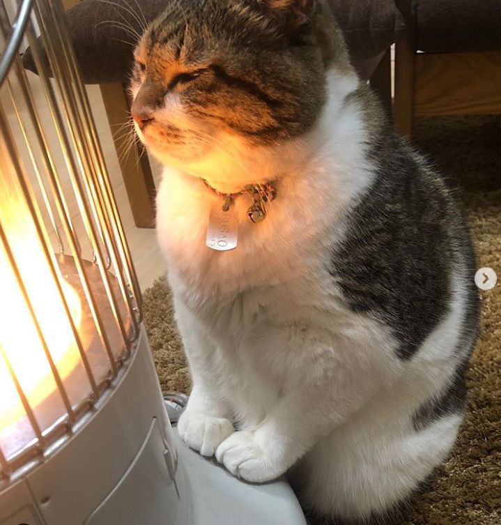 ins上烤火猫爆红获赞超100w网友又羡慕又妒忌