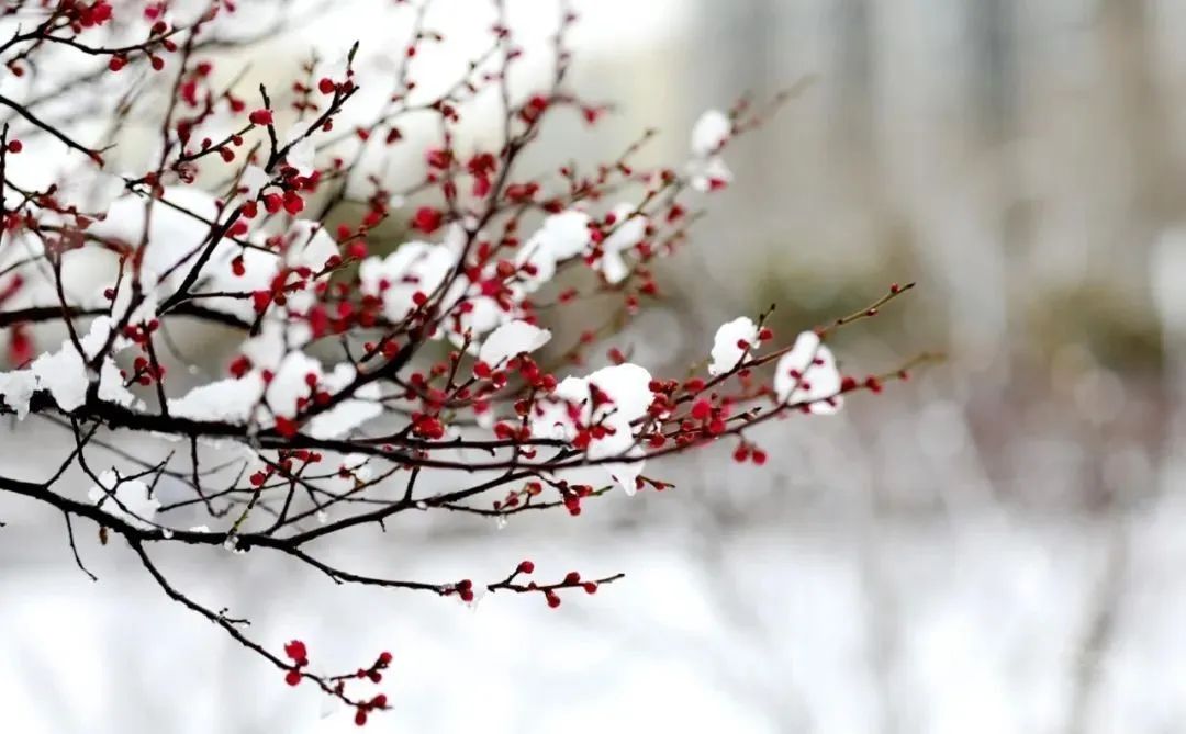 雪落成詩航拍臨大傲雪紅梅開不一樣的視角一樣的思念