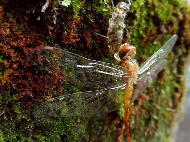 蜻蜓点水后的产物水虿它们可是水中一霸