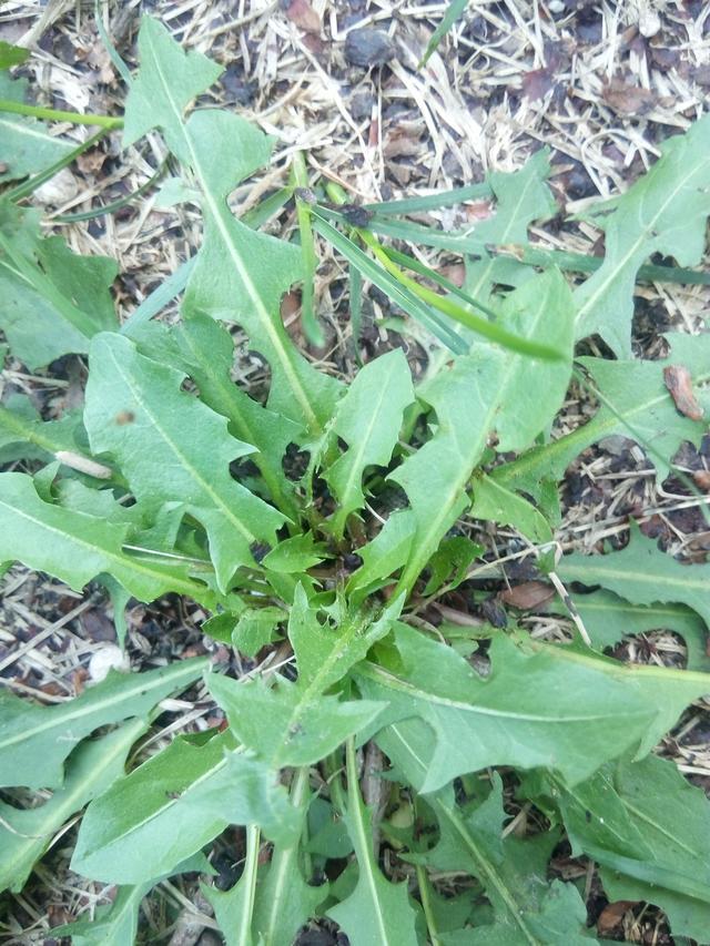 时间长了人容易生病,用蒲公英泡红枣喝,能有效减少血液中的毒素含量