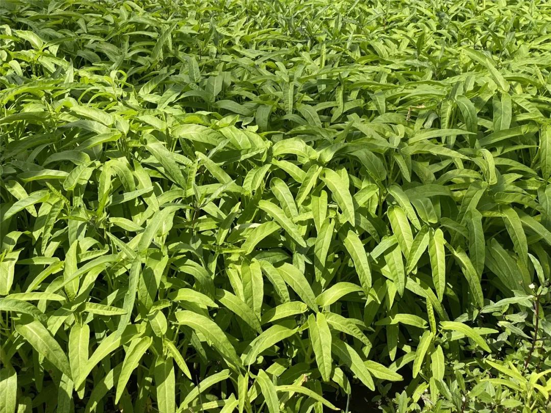 茁壮成长的新苗▲菜苗嫩绿,长势良好▲棚内重新播种基地抢占时机