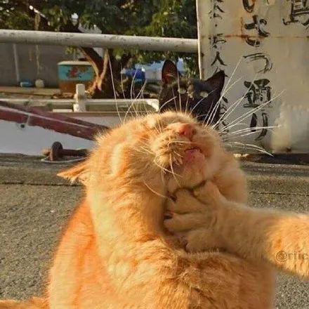 十点茶话会二十组情侣头像不甜算我输