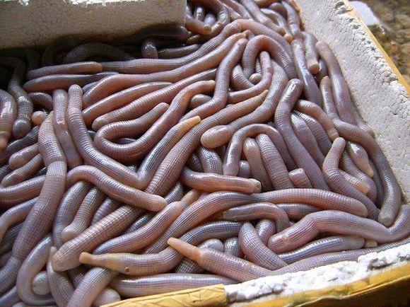 海肠这样做味美而不腥炒出来还不掉皮实在是太香太好吃了