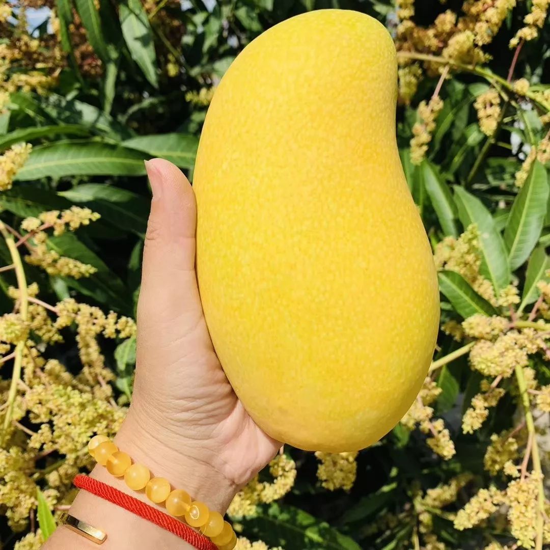 助农特别战队   第二批金煌芒果上架啦!78元10斤,顺丰送到家