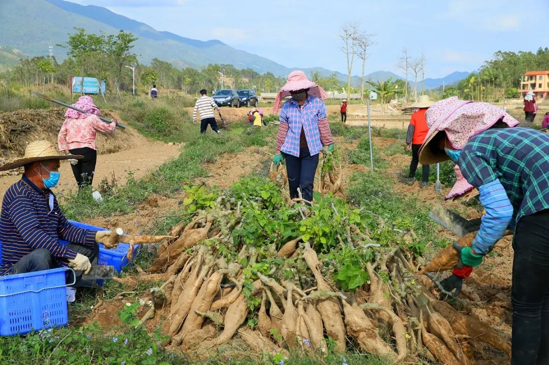 葛仙米种植图片