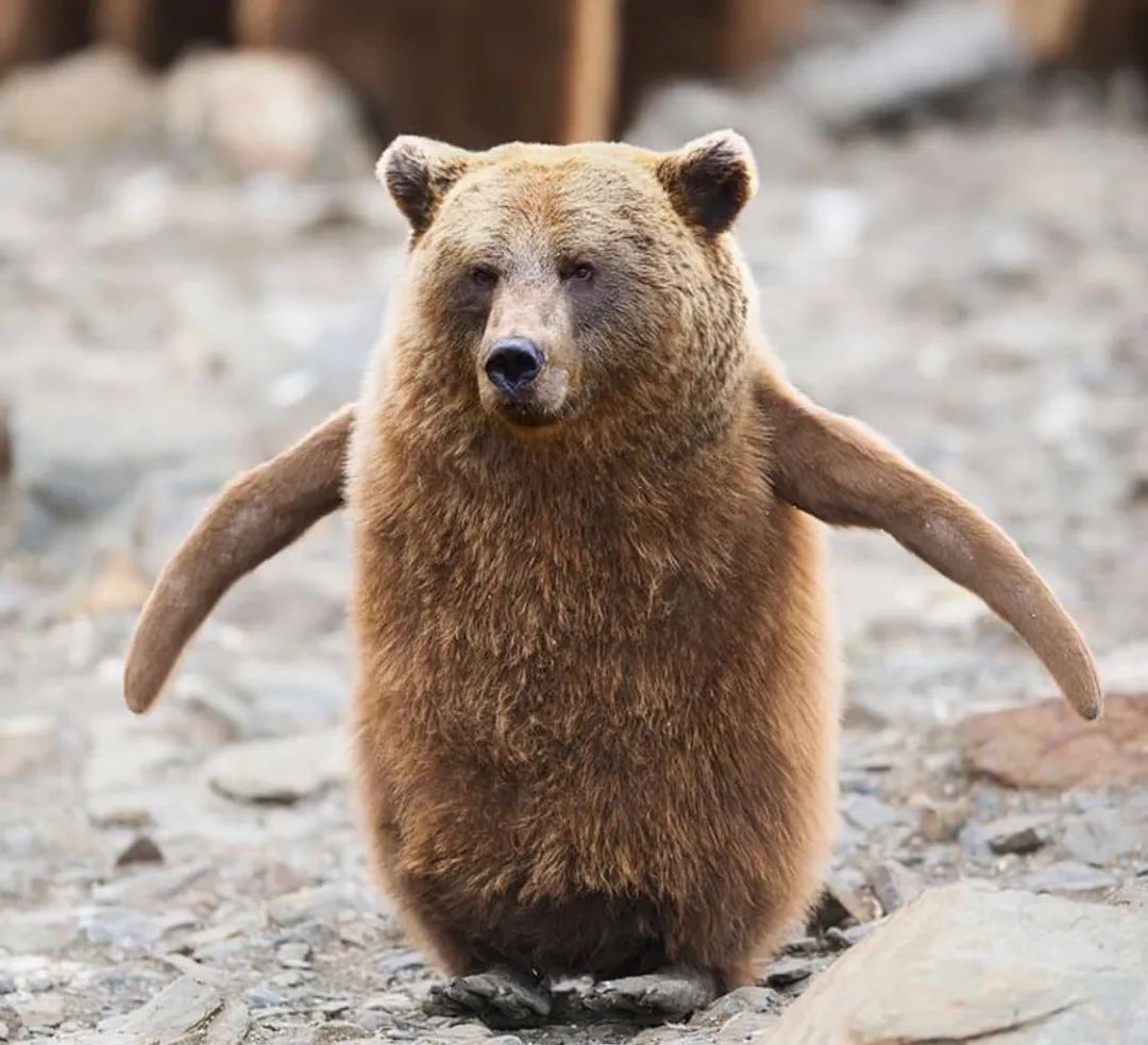 问你还能飞的动吗哈哈哈哈 鸟身狗头竟然有点和谐啊分分钟让动物变异!