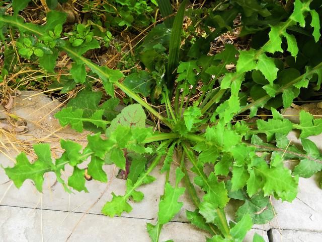 农村有一种野菜与蒲公英相似,农村随处可见,农民称它"救命菜"_胡菜